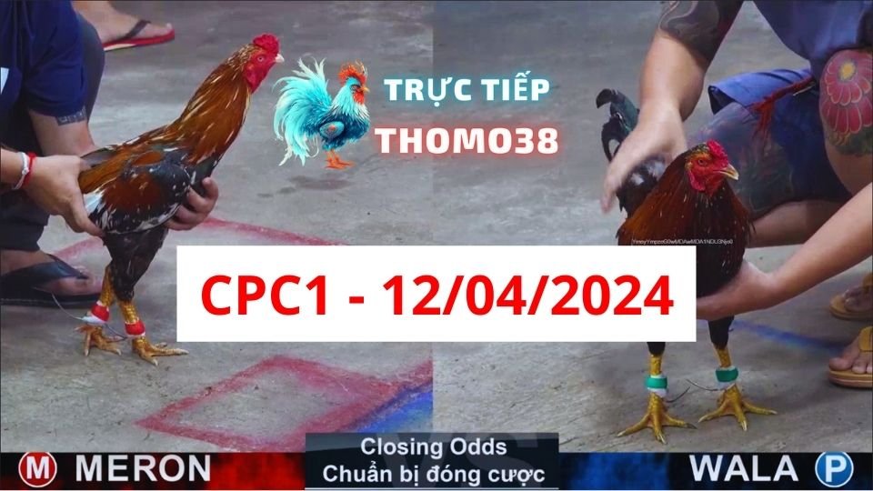 Xem đá gà thomo CPC1 ngày 12-04-2024