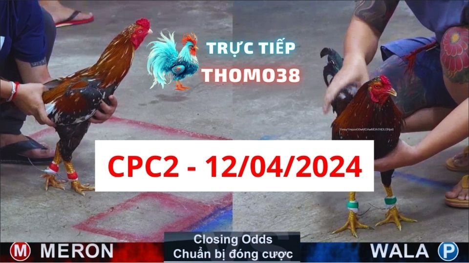 Xem đá gà thomo CPC2 ngày 12-04-2024