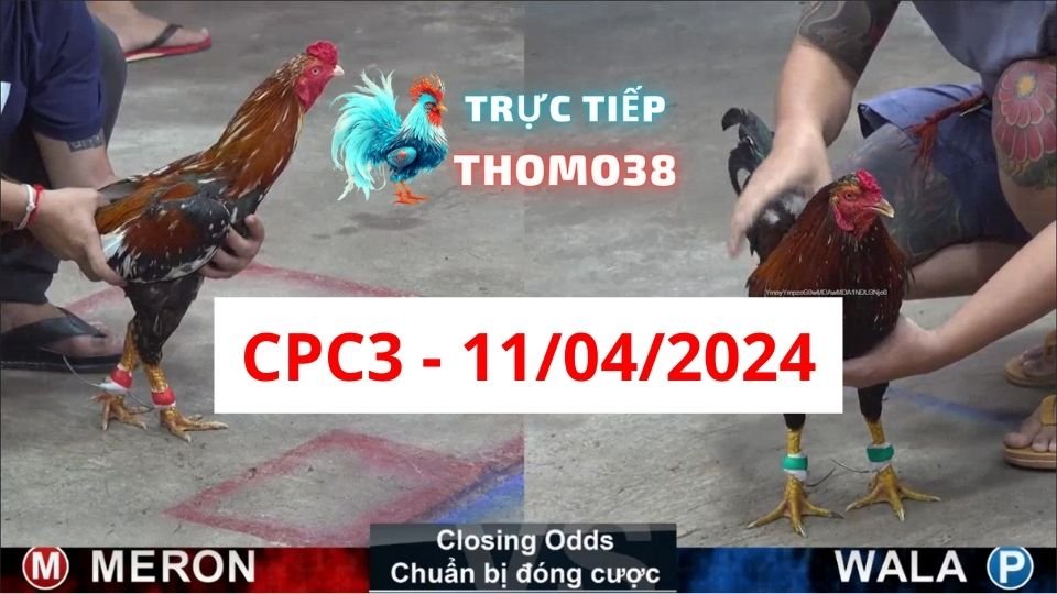 Xem đá gà thomo CPC3 ngày 11-04-2024