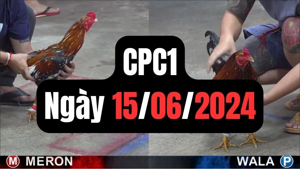 Xem đá gà thomo CPC1 ngày 15-06-2024