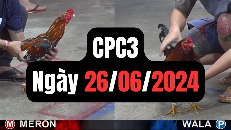 Xem đá gà thomo CPC3 ngày 26-06-2024