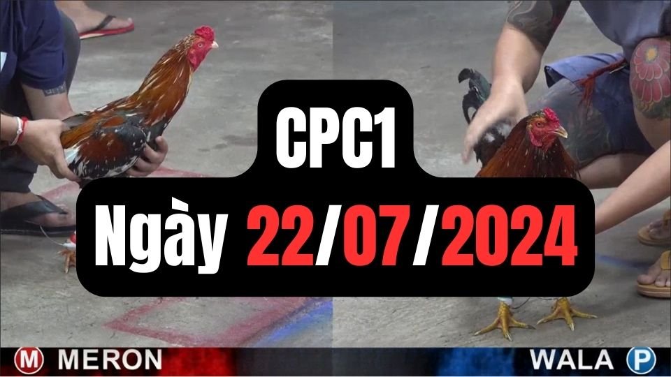 Xem đá gà thomo CPC1 ngày 22-07-2024