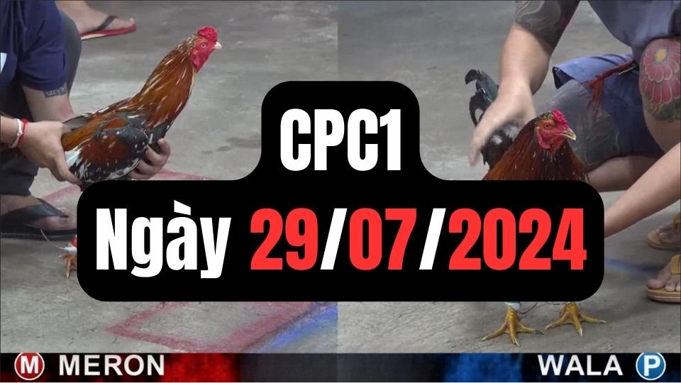 Xem đá gà thomo CPC1 ngày 29-07-2024