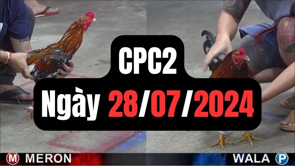 Xem đá gà thomo CPC2 ngày 28-07-2024