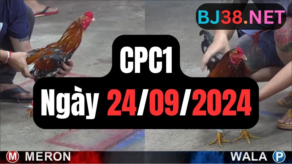 Xem đá gà thomo CPC1 ngày 24-09-2024