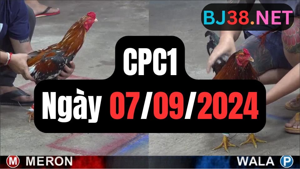 Xem đá gà thomo CPC1 ngày 07-09-2024