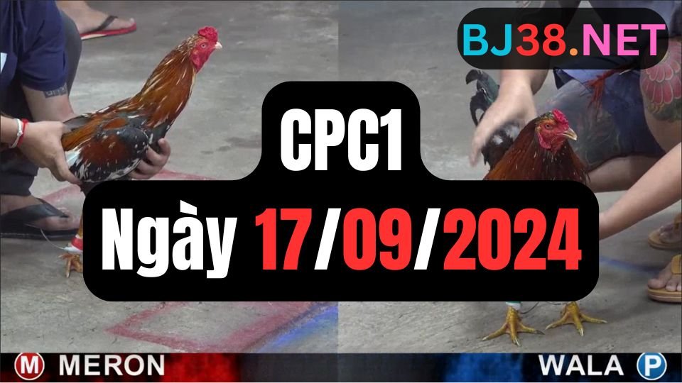 Xem đá gà thomo CPC1 ngày 17-09-2024