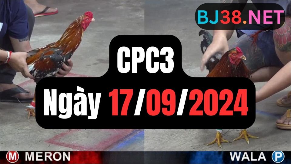 Xem đá gà thomo CPC3 ngày 17-09-2024