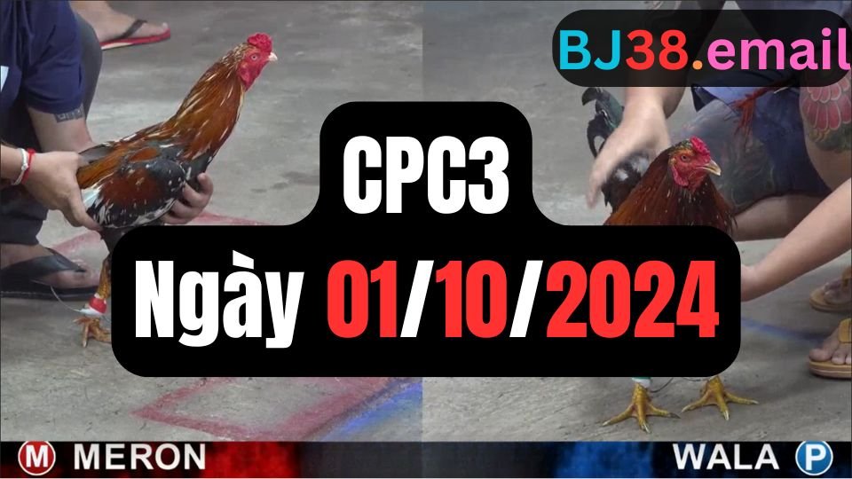 Xem đá gà thomo CPC3 ngày 01-10-2024