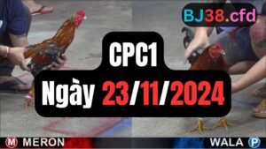 Xem đá gà thomo CPC1 ngày 23-11-2024