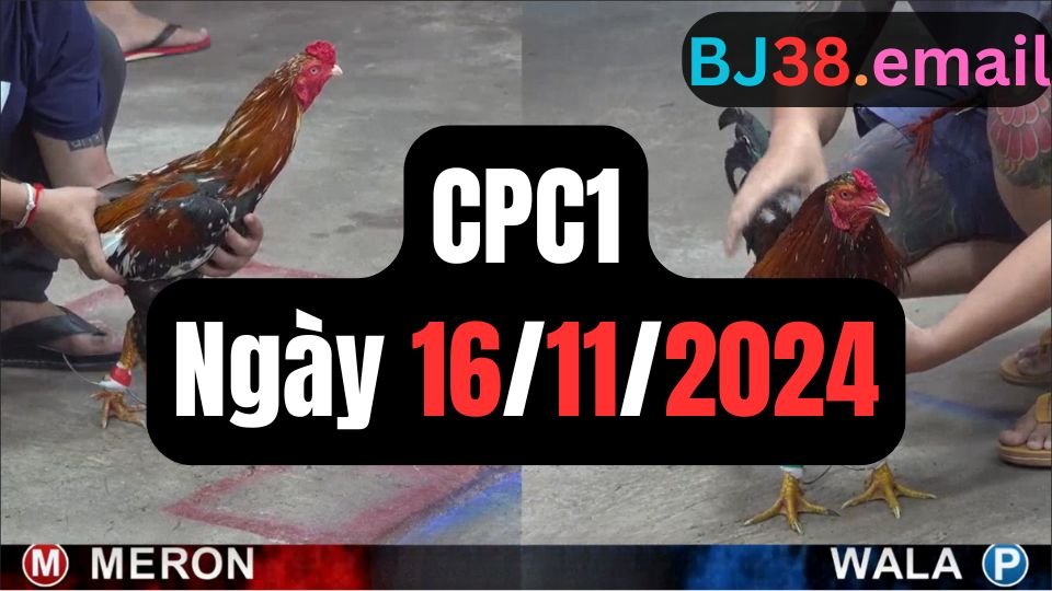 Xem đá gà thomo CPC1 ngày 16-11-2024