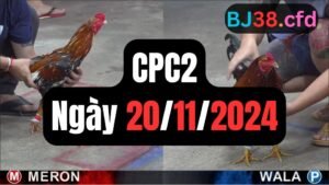 Xem đá gà thomo CPC2 ngày 20-11-2024