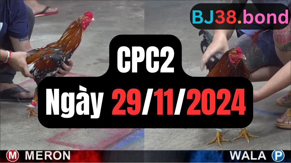 Xem đá gà thomo CPC2 ngày 29-11-2024