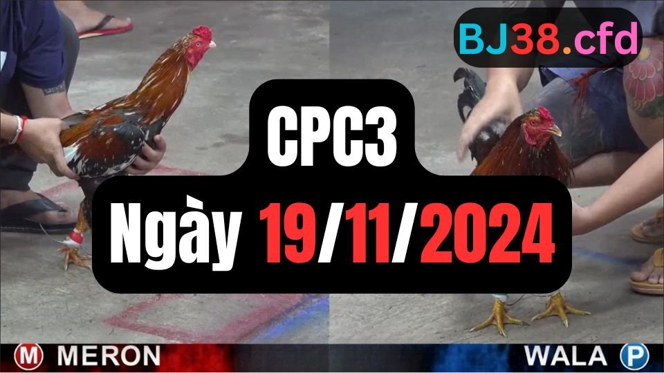 Xem đá gà thomo CPC3 ngày 19-11-2024