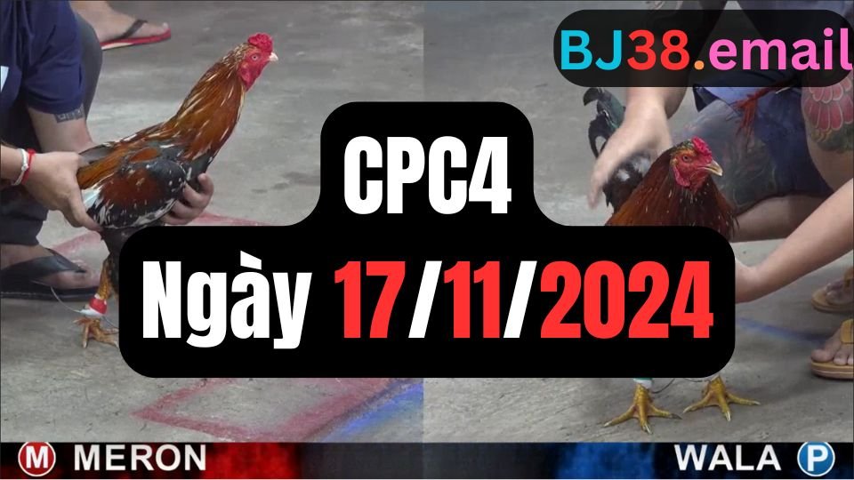 Xem đá gà thomo CPC4 ngày 17-11-2024