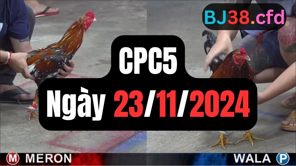 Xem đá gà thomo CPC5 ngày 23-11-2024