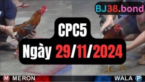 Xem đá gà thomo CPC5 ngày 29-11-2024