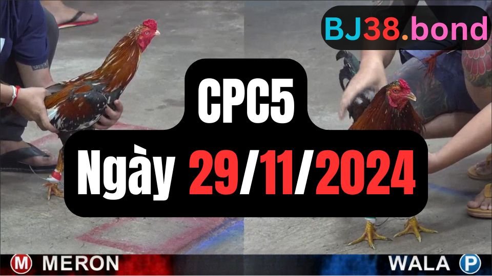 Xem đá gà thomo CPC5 ngày 29-11-2024