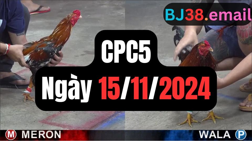 Xem đá gà thomo CPC5 ngày 15-11-2024